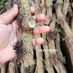 1 এটো চুইঝাল ১ কেজি