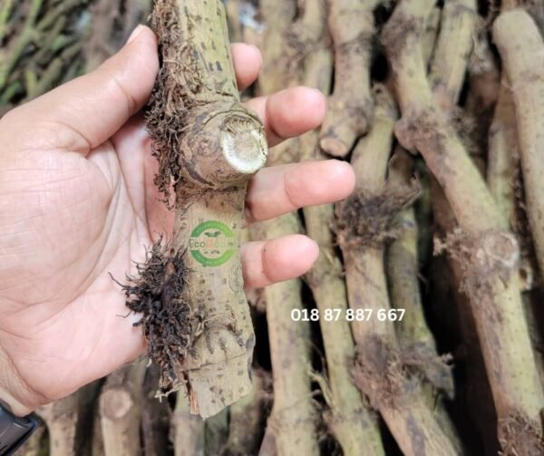 এটো চুইঝাল ১ কেজি