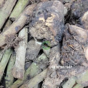 3 গাছ চুইঝাল ৫০০ গ্রাম