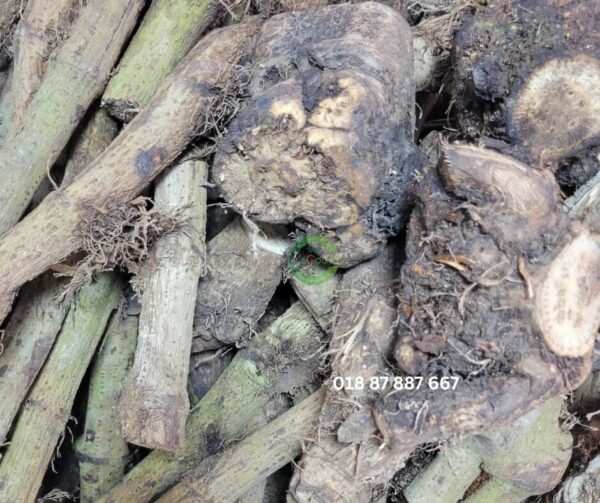 গাছ চুইঝাল ৫০০ গ্রাম