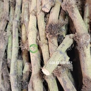 6 গাছ চুইঝাল ১ কেজি