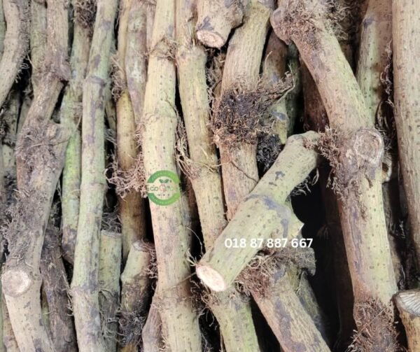 গাছ চুইঝাল ১ কেজি